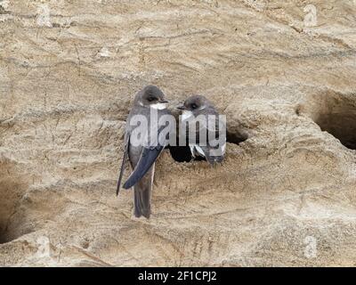 Sand Martin, Riparia riparia, uccelli adulti all'entrata del buco del nido nella colonia nidificazione Norfolk, maggio Foto Stock