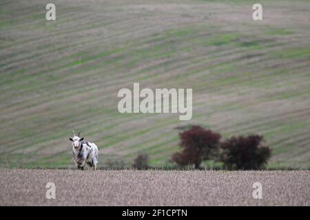 Capra selvatica (Capra aegagrus hircus), su campo stoppie, colline Cheviot, Northumberland, Regno Unito Foto Stock