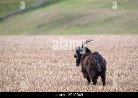 Capra selvatica (Capra aegagrus hircus), su campo stoppie, colline Cheviot, Northumberland, Regno Unito Foto Stock