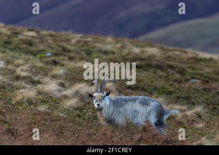 Capra selvatica (Capra aegagrus hircus), colline Cheviot, Northumberland, Regno Unito Foto Stock