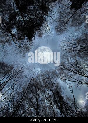 Spooky luna piena e scura foresta Foto Stock