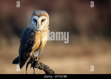 Barn Owl seduto su un albero morto con sfondo sfocato. Profondità di campo poco profonda. Tema falconeria Foto Stock