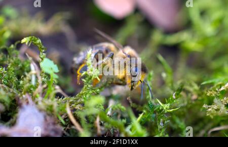Una ape di miele (Apis mellifera) strisciando attraverso l'erba e il muschio durante la primavera iniziale in Sussex, Inghilterra, Regno Unito. Foto Stock
