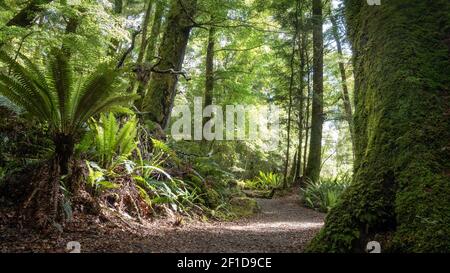 Fitta foresta antica con felci e sentiero che conduce attraverso di essa. Foto in prospettiva bassa realizzata su Kepler Track, Fiordland National Park, Nuova Zelanda Foto Stock