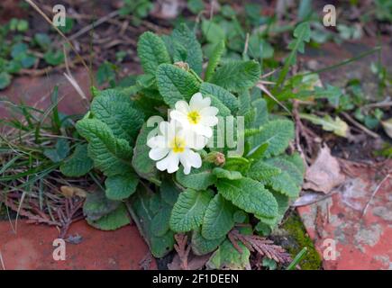 Fiore selvatico giallo, Primula vulgaris comune (Primula vulgaris), fiorente in un percorso durante la primavera. In Sussex, Inghilterra, Regno Unito. Foto Stock