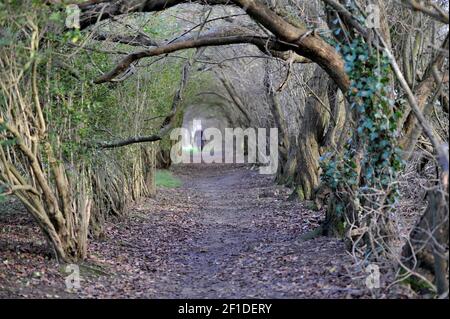 donne solitarie che camminano alla fine del tunnel di alberi su sentiero rurale ellingham norfolk inghilterra Foto Stock