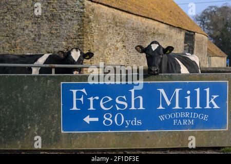 Stock Gaylard, vicino a Sturminster Newton, Dorset. 2 marzo 2021. Vacche da latte in attesa di essere mungite alla Woodbridge Farm. La casa di Dorset Blue Vinny, un bl Foto Stock