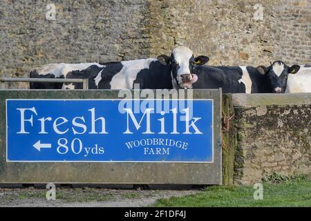 Stock Gaylard, vicino a Sturminster Newton, Dorset. 2 marzo 2021. Vacche da latte in attesa di essere mungite alla Woodbridge Farm. La casa di Dorset Blue Vinny, un bl Foto Stock