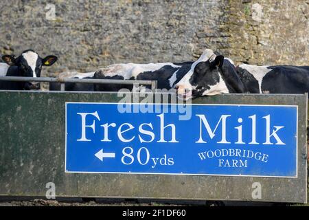 Stock Gaylard, vicino a Sturminster Newton, Dorset. 2 marzo 2021. Vacche da latte in attesa di essere mungite alla Woodbridge Farm. La casa di Dorset Blue Vinny, un bl Foto Stock