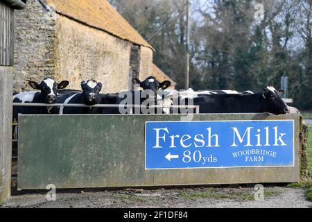 Stock Gaylard, vicino a Sturminster Newton, Dorset. 2 marzo 2021. Vacche da latte in attesa di essere mungite alla Woodbridge Farm. La casa di Dorset Blue Vinny, un bl Foto Stock