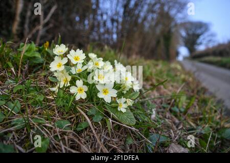 Caundle Marsh, vicino Sherborne, Dorset. 2 marzo 2021. La Primula vulgaris comune fiorente alla base di una tipica siepe Dorset Foto Stock