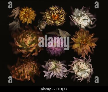 Fiori di Dahlia appassiti scanneriti su sfondo nero. Vista dall'alto. Profondità di campo poco profonda, messa a fuoco selettiva. Foto Stock