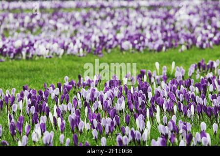 Croccus vernus "Pickwick" e "whitewall's purple" a righe bianche e viola in fiore Foto Stock