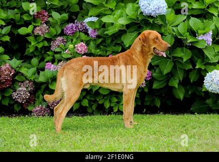 Ritratto di tipico Chesapeake Bay Retriever cane in esterni. Foto Stock