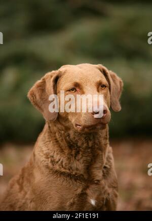 Un ritratto verticale di un affascinante tipico Retriever di Chesapeake Bay cane nella foresta Foto Stock