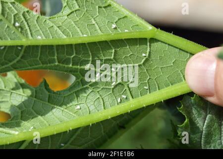 Bemisia tabaci (Hemiptera: Aleyrodidae) è un importante parassita agricolo. Insetti sul fondo della foglia di zucchine. Foto Stock