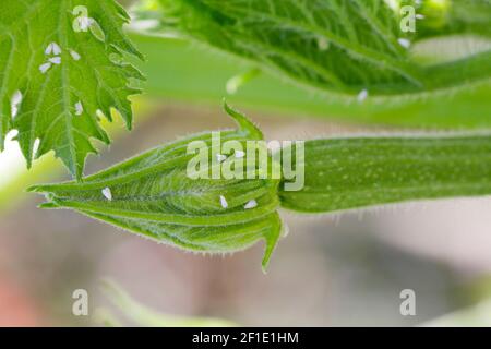 Bemisia tabaci (Hemiptera: Aleyrodidae) è un importante parassita agricolo. Insetti sulle zucchine. Foto Stock