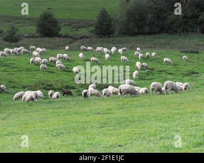 Un grande gregge di pecore che pascolano nella campagna del Suffolk. Foto Stock