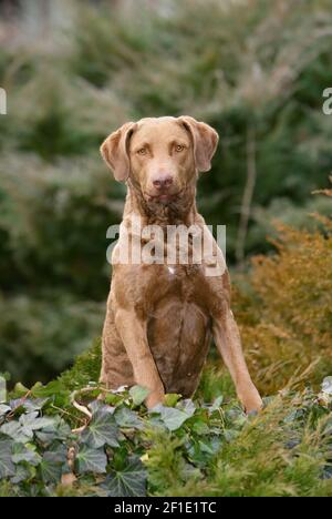 Un ritratto verticale di un tipico cane di Chesapeake Bay Retriever nella foresta Foto Stock