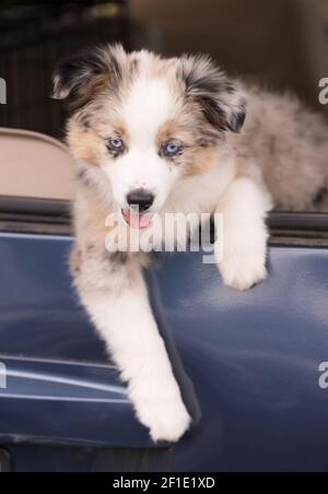 Di razza Pastore australiano Cucciolo si affaccia la Finestra Auto Foto Stock