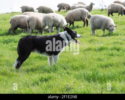 Un cane di pecora che lavora muove un gregge grande di pecora attraverso un campo. Foto Stock