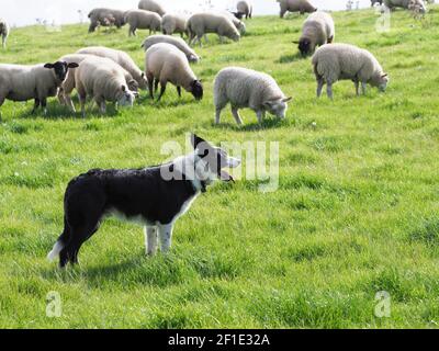 Un cane di pecora che lavora muove un gregge grande di pecora attraverso un campo. Foto Stock