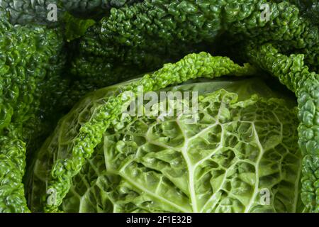 Fresco cavolo sabaudo isolato su uno sfondo bianco primo piano. Concetto sano di dieta organica naturale Foto Stock