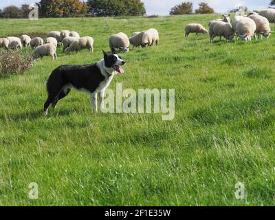 Un cane di pecora che lavora muove un gregge grande di pecora attraverso un campo. Foto Stock