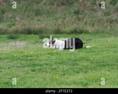 Un cane di pecora che lavora muove un gregge grande di pecora attraverso un campo. Foto Stock