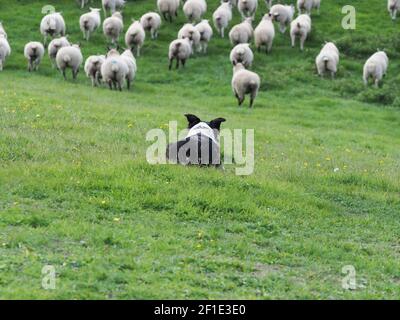 Un cane di pecora che lavora muove un gregge grande di pecora attraverso un campo. Foto Stock