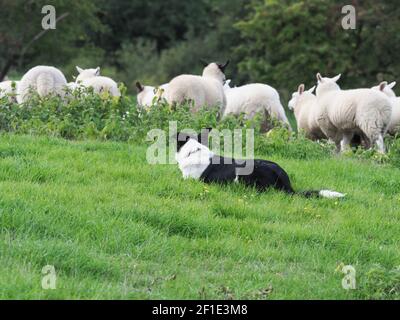 Un cane di pecora che lavora muove un gregge grande di pecora attraverso un campo. Foto Stock