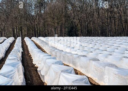 Agricoltura del basso Reno, primi mesi di stagione, coltivazione di asparagi in primavera, sotto fogli di plastica, tunnel di fogli, campo di asparagi, paesaggio sotto plastica Foto Stock