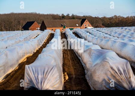 Agricoltura del basso Reno, primi mesi di stagione, coltivazione di asparagi in primavera, sotto fogli di plastica, tunnel di fogli, campo di asparagi, paesaggio sotto plastica Foto Stock