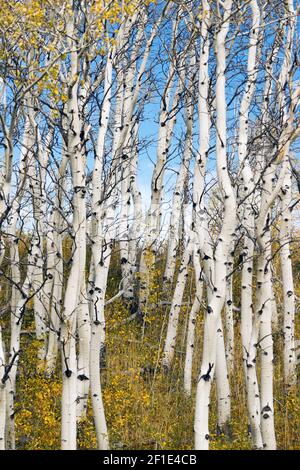 Le foglie che cadono biancastro abbaiato Tree Forest Foto Stock