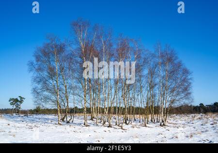 Heath paesaggio con un gruppo di alberi di betulla su un Soleggiato giorno invernale (Betula) Foto Stock