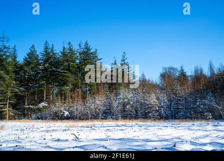 Scena invernale con neve nella foresta Foto Stock