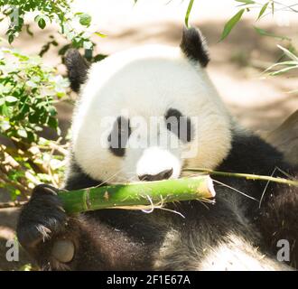 In via di estinzione Panda Gigante di mangiare il bambù levetta Foto Stock