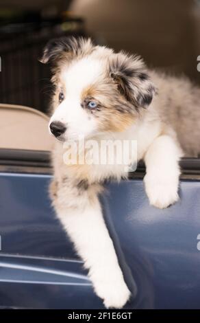 Di razza Pastore australiano Cucciolo si affaccia la Finestra Auto Foto Stock