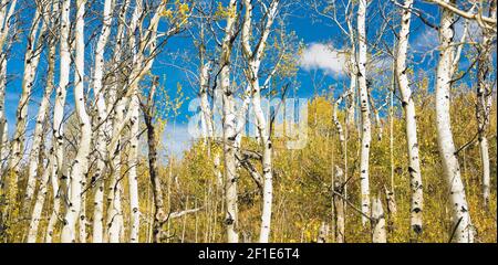 Le foglie che cadono biancastro abbaiato Tree Forest Foto Stock