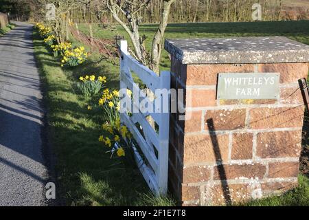 Whiteleys Farm, Maybole, South Ayrshire, Scozia, Regno Unito. L'hjas fattoria ora è stato rilevato da una carità conosciuta come Whiteleys Retreat che fornisce brevi pause terapeutiche gratuite per i bambini, i giovani e le loro famiglie con cancro e malattie che alterano la vita. L'immagine mostra l'azienda agricola in primavera Foto Stock