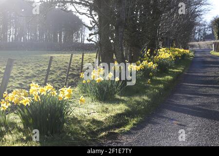 Whiteleys Farm, Maybole, South Ayrshire, Scozia, Regno Unito. L'hjas fattoria ora è stato rilevato da una carità conosciuta come Whiteleys Retreat che fornisce brevi pause terapeutiche gratuite per i bambini, i giovani e le loro famiglie con cancro e malattie che alterano la vita. L'immagine mostra l'azienda agricola in primavera Foto Stock