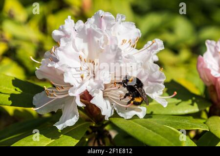 Eine Hummel auf einer weißen Blüte im Frühjahr auf Suche nach nektar Foto Stock