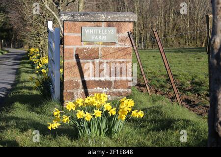 Whiteleys Farm, Maybole, South Ayrshire, Scozia, Regno Unito. L'hjas fattoria ora è stato rilevato da una carità conosciuta come Whiteleys Retreat che fornisce brevi pause terapeutiche gratuite per i bambini, i giovani e le loro famiglie con cancro e malattie che alterano la vita. L'immagine mostra l'azienda agricola in primavera Foto Stock