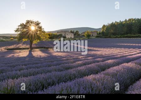 Alberi verdi su campi di lavanda viola in provenza in Francia, Europa Foto Stock