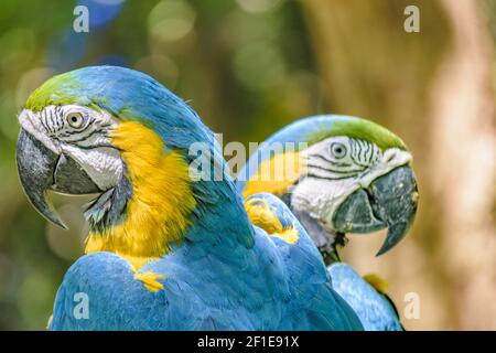 Pappagalli ecuadoriani allo Zoo di Guayaquil, Ecuador Foto Stock