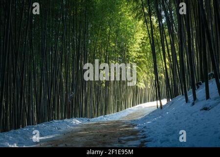 Un misterioso percorso forestale di bambù illuminato dalla luce del sole, uno splendido paesaggio invernale in Corea. Foto Stock