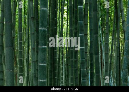 I tronchi della foresta di bambù si sono chiocciati alla foresta di bambù di Damyang. Jeollanam-do, Corea del Sud. Foto Stock