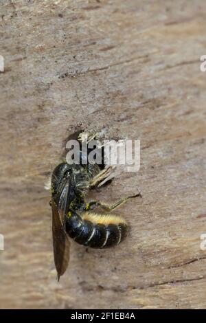 Hahnenfuß-Scherenbiene, Hahnenfuss-Scherenbiene, Scherenbiene, Scherenbienen, Weibchen, Am Nest, verschließt Neströhre, Niströhre, Chelostoma florisom Foto Stock