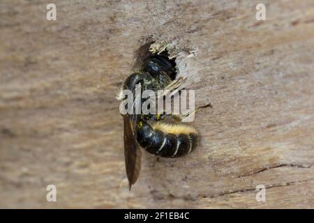 Hahnenfuß-Scherenbiene, Hahnenfuss-Scherenbiene, Scherenbiene, Scherenbienen, Weibchen, Am Nest, verschließt Neströhre, Niströhre, Chelostoma florisom Foto Stock