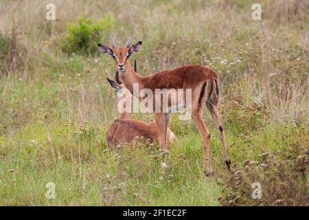 Impala Aepyceros melampus, riserva di caccia Kariega raggiunto da Port Elizabeth , Sudafrica. Foto Stock